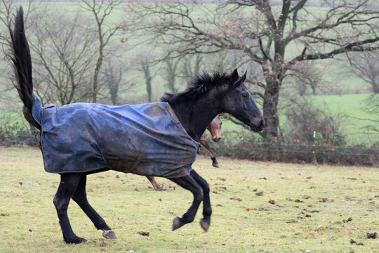 schwarzer Hannoveraner mit Regen Decke galoppiert über eine abgefressene Weide im Winter, Schweif hoch