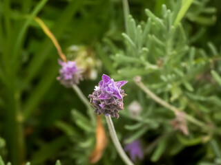 Close-up of a lavender flower on a field. 