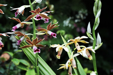 Naklejka na ściany i meble Greater Swamp Orchid (Phaius tankervilleae)