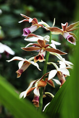 Nun's Hood Orchid (Phaius tankervilleae) in full bloom