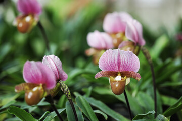 Rare Lady slipper orchid Paphiopedilum charlesworthii from Myanmar 