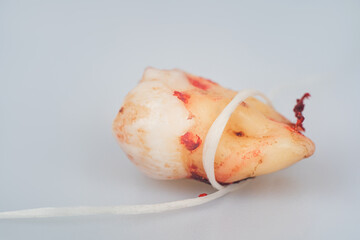 Human wisdom tooth isolated on gray background. Dentistry concept. Macro photo of a wisdom tooth close-up with a dental floss.