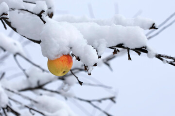 Winter apples tree. Winter day in the orchard. On the branches of the trees there are red, unpicked apples.