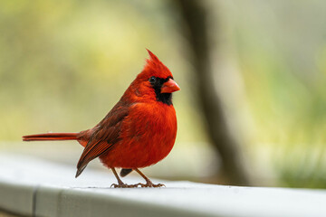 cardinal on a fence rail