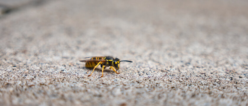 Macro photo of a wasp standing on a stone floor with a narrow plane of focus