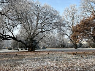 trees in winter with blue sky