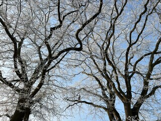 winter tree snow blue sky branches