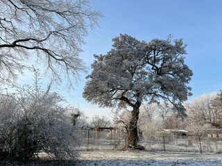 winter tree snow blue sky