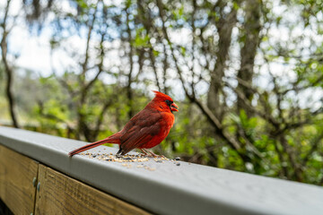 cardinal on a fence eating seeds