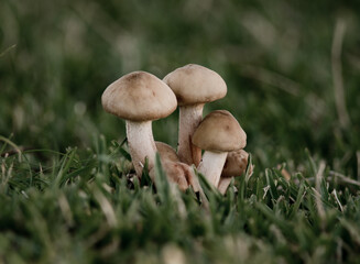 boletus edulis mushroom