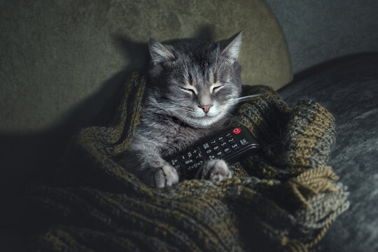 Gray striped cat sleeping on couch with TV remote control. Sleeping cute cat wrapped in a scarf with remote control in his paws, lying on the couch. Funny animals, funny cats. 