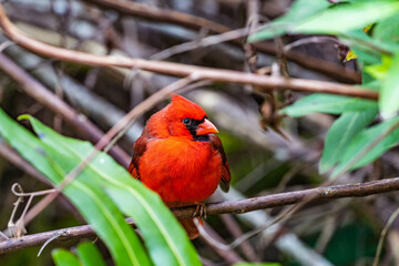red cardinal on a branch