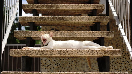 lazy cat lying on a stairs yawning