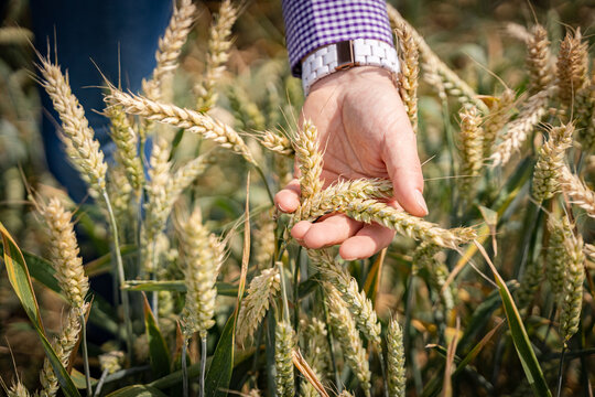 Überprüfung des reifen Getreides durch eine Landwirtin, mit den Händen.
