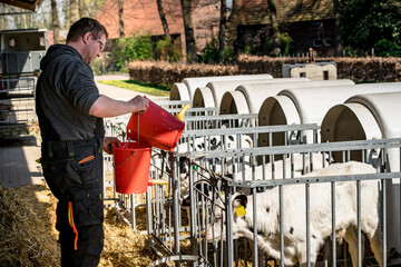 Kälberaufzucht - Landwirt bereitet einenTränkeeimer mit Milch für ein kleines Kalb vor. - obrazy, fototapety, plakaty