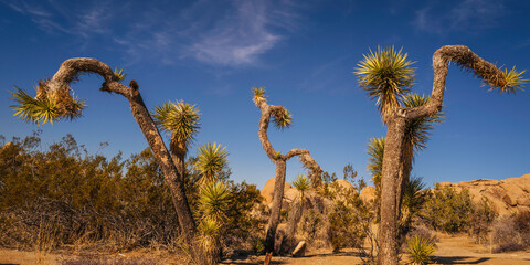 Joshua Tree National Park Hiking Trail Landscape Series, palm trees over the boulders in dancing shapes, Southern California, USA