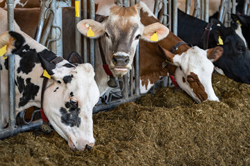 Einige Kühe im Fressgitter eines neuen Milchviehstalles fressen Silage.