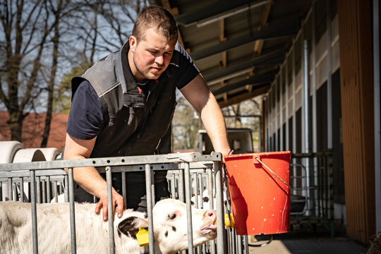 Junger Landwirt hilft einen kleinen Kalb beim S&auml;ugen am Milcheimer. 