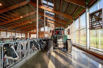Kühe füttern mit einem Futtermischwagen, in einem modernen Milchviehstall.