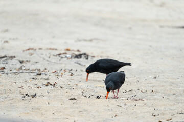 Variable Oystercatcher (Haematopus unicolor)