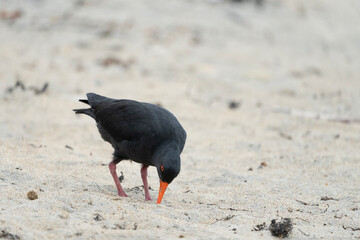 Variable Oystercatcher (Haematopus unicolor)