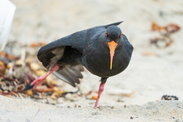 Variable Oystercatcher (Haematopus unicolor)