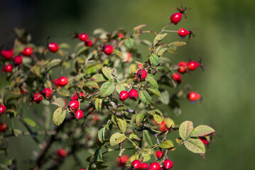 Obraz premium Rosehip and ripe fruits. A branch with leaves and fruit on a sunny fall day.