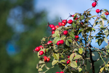 Sweet briar. Rosehip against the blue sky. Autumn sunny day.
