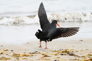 Variable Oystercatcher (Haematopus unicolor)