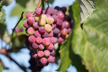 Grape bunch in sunlight. Red ripe grapes for winemaking. Vineyards in France.