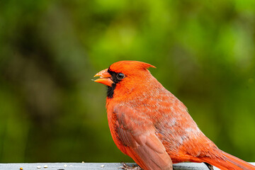 red cardinal on a fence rail