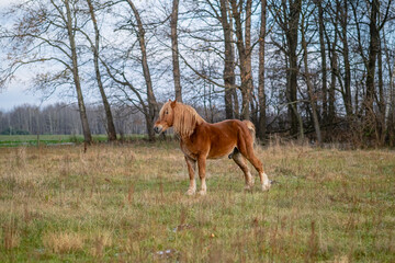 Fototapeta premium horse in field