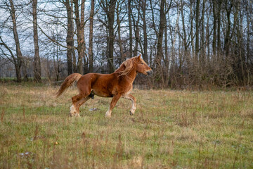 horse in the field