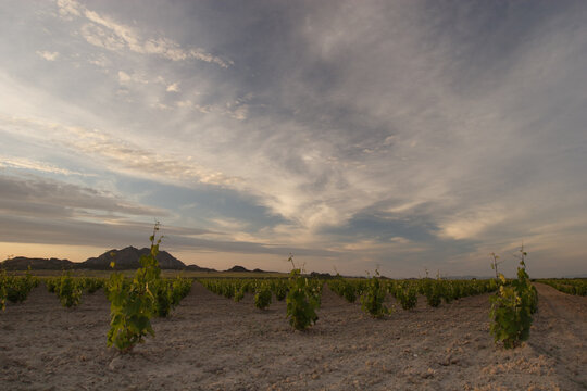 Vi&ntilde;edo al atardecer, con cielo con cirros o nubes altas. Cagit&aacute;n de Mula (Murcia, Espa&ntilde;a).