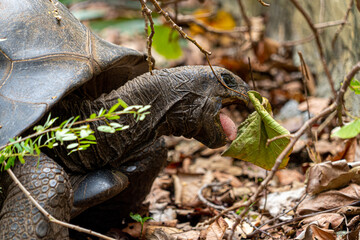 Mauritius giant land turtle in green forest setting, Mauritian Native Wildlife.