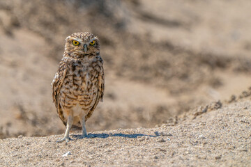 Desert owl in Pisco, Peru