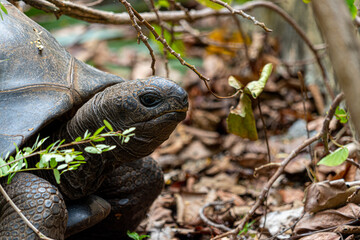 Mauritius giant land turtle in green forest setting, Mauritian Native Wildlife.