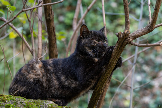 Portrait de chat noir