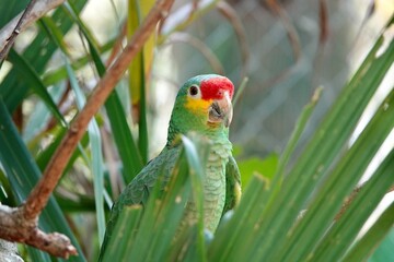 Portrait of beautiful Red-lored Amazon Parrot in Mexico on green natural background behind the palm leaves. High quality photo