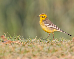 A Yellow wagtail posing for portrait
