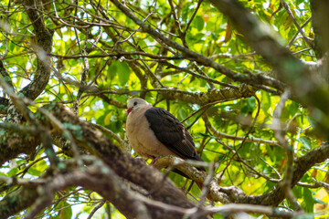 Mauritian pink pigeon perched nesting in dense forest foliage showing pink chest and tail feathers