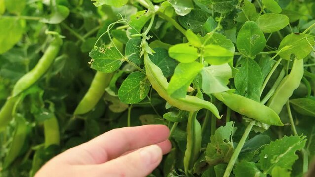 Gardening and agriculture concept. Female farm worker hand harvesting green fresh ripe organic peas on branch in garden. Vegan vegetarian home grown food production. Woman picking pea pods