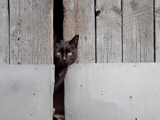 black cat in the doors
