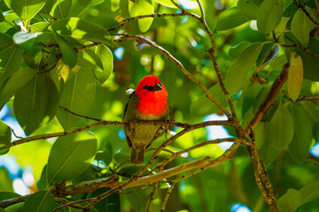 Mauritian red fody native bord wildlife perched and nesting in dense forest foliage showing red chest and green tail feather