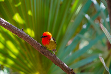 Mauritian red fody native bord wildlife perched and nesting in dense forest foliage showing red chest and green tail feather