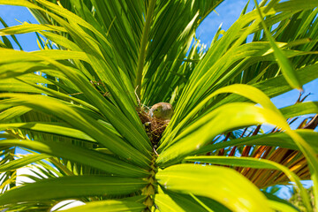 Mauritian zebra dove native bird wildlife perched and nesting in the middle of large palm leaf sitting on three blue and grey eggs showing grey striped chest and tail feathers