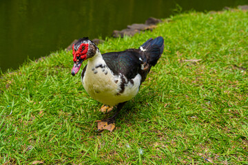 Mauritian muscovy duck native bird showing red markings and black white and grey striped chest and tail feathers