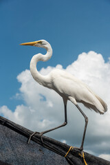 Great white heron perched on a fence on the banks of the Magdalena river. Colombia.