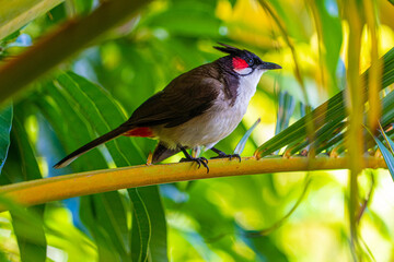Mauritian pingo conde bird showing black white red and grey spotted chest and tail feathers perched in palm tree