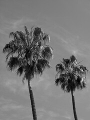 Die Kanareninsel Teneriffa